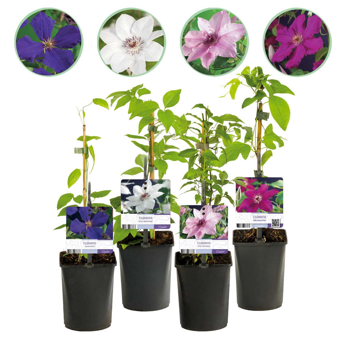 Livraison plante Clématite Rainbow – Lot de 4 – Pot 11 cm – Hauteur 40 cm