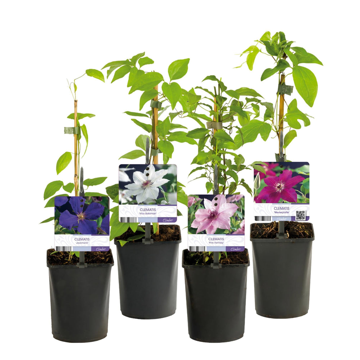 Livraison plante Clématite Rainbow – Lot de 4 – Pot 11 cm – Hauteur 40 cm