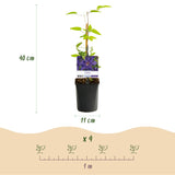 Livraison plante Clématite The President – Lot de 2 – Hauteur 40 cm