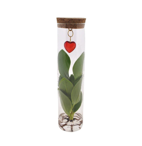 Livraison plante Clusia en tube et bijou coeur
