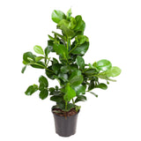 Livraison plante Clusia Rosea - 100 cm - ø24