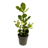 Livraison plante Clusia Rosea 'White Star'