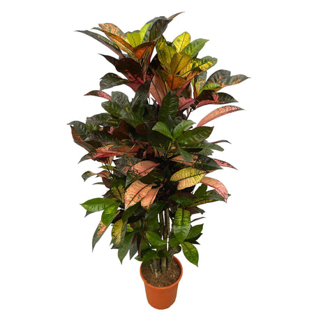 Livraison plante Codiaeum Croton Iceton