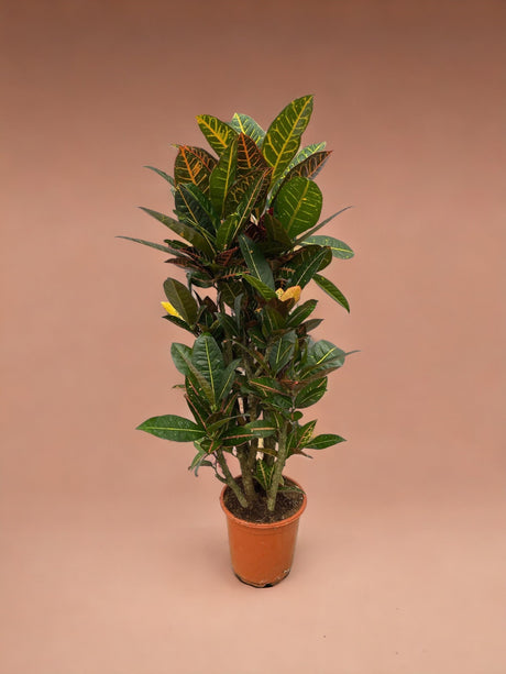 Livraison plante Codiaeum croton Petra