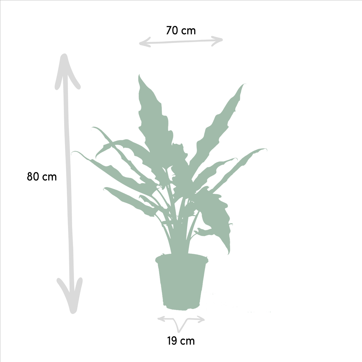 Livraison plante Coffret Alocasia Cucullata - Lot de 2 plantes