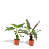 Livraison plante Coffret Alocasia Cucullata - Lot de 2 plantes