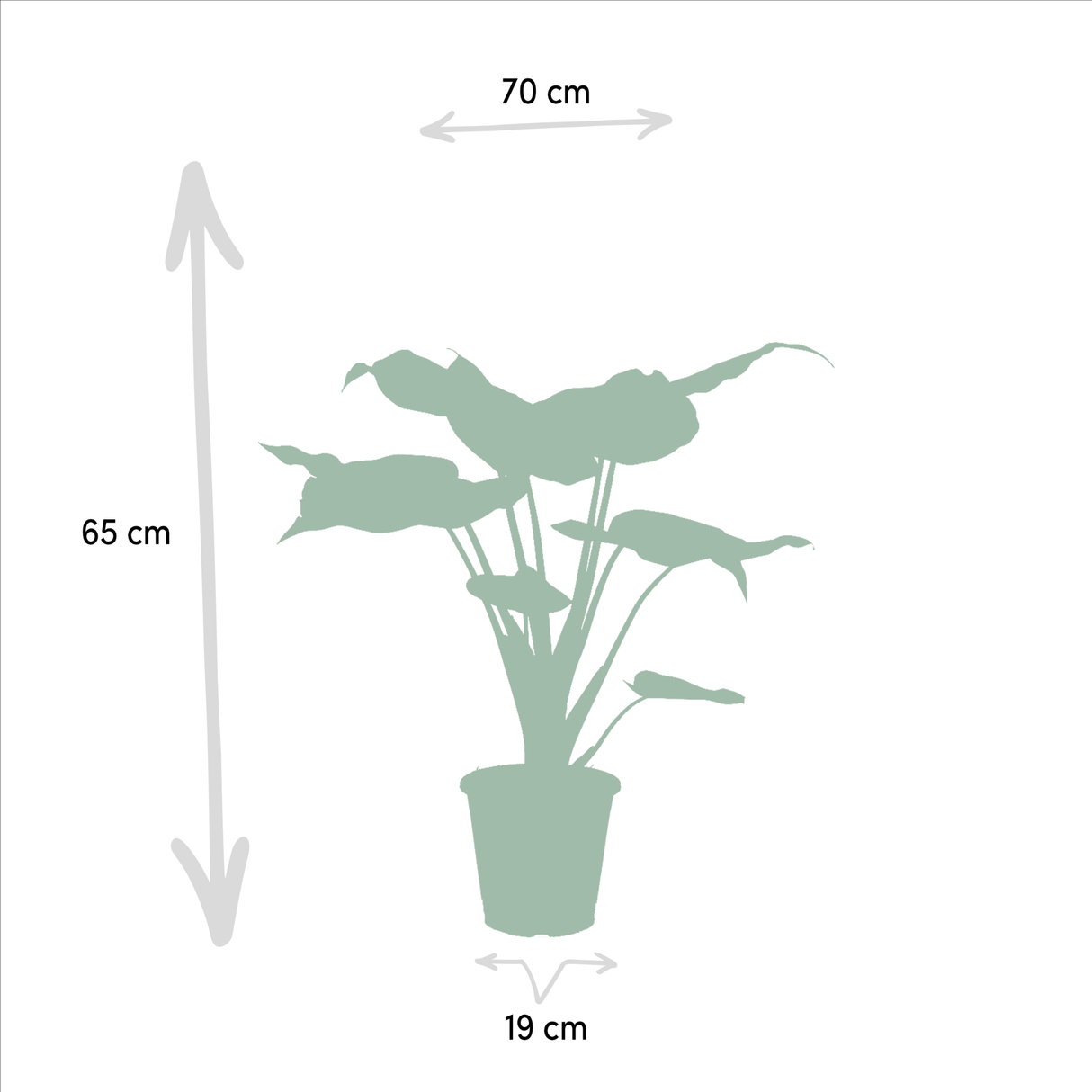 Livraison plante Coffret Alocasia Cucullata - Lot de 2 plantes