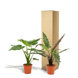 Livraison plante Coffret Alocasia Cucullata - Lot de 2 plantes