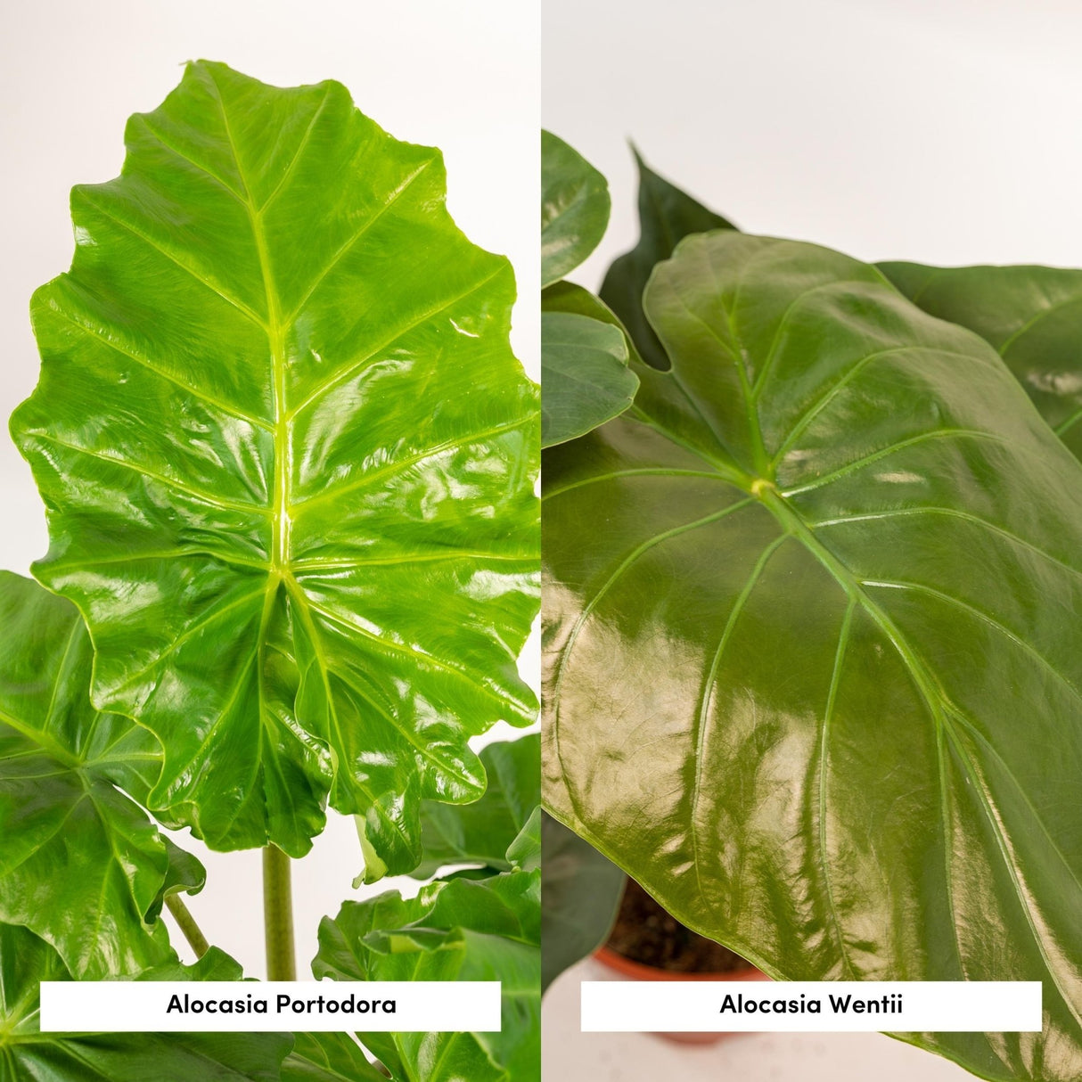 Livraison plante Coffret Alocasia Wenii, Alocasia Portodora - Lot de 2 plantes