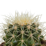 Livraison plante Coffret cactus et ses caches - pots blancs - Lot de 3 plantes, h16cm