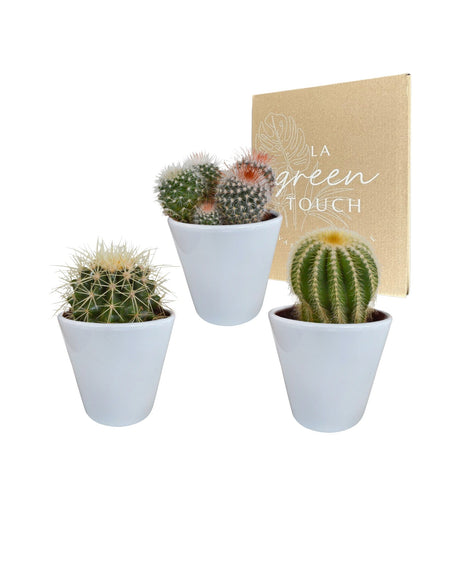 Livraison plante Coffret cactus et ses caches - pots blancs - Lot de 3 plantes, h16cm