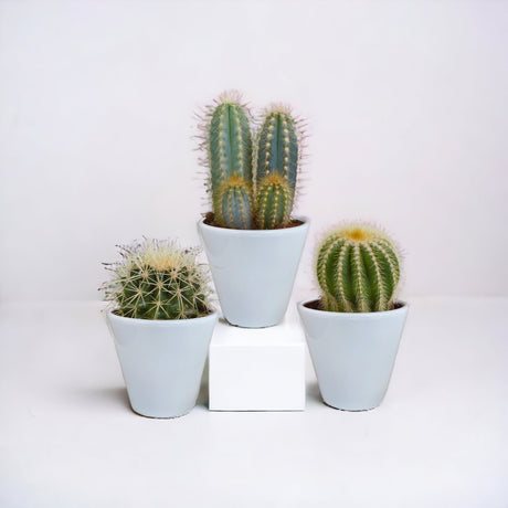 Livraison plante Coffret cactus et ses caches - pots blancs - Lot de 3 plantes, h18cm