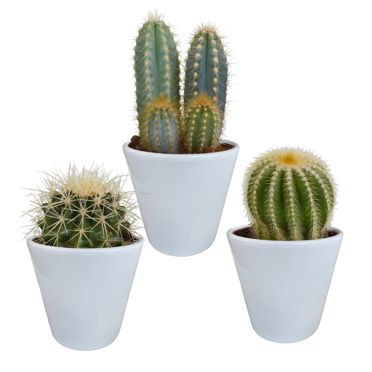 Livraison plante Coffret cactus et ses caches - pots blancs - Lot de 3 plantes, h18cm