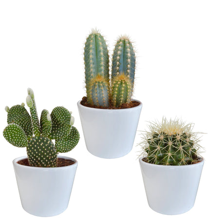 Livraison plante Coffret cactus et ses caches - pots blancs - Lot de 3 plantes, h23cm