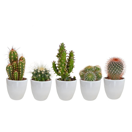 Livraison plante Coffret cactus et ses caches - pots blancs - Lot de 5 plantes, h40cm