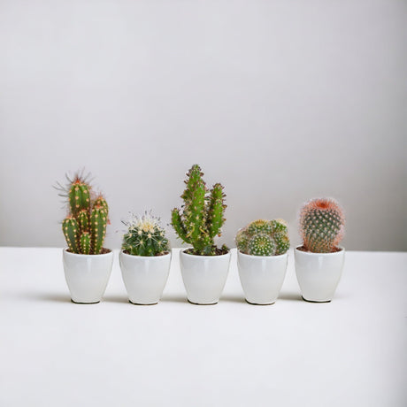 Livraison plante Coffret cactus et ses caches - pots blancs - Lot de 5 plantes, h40cm