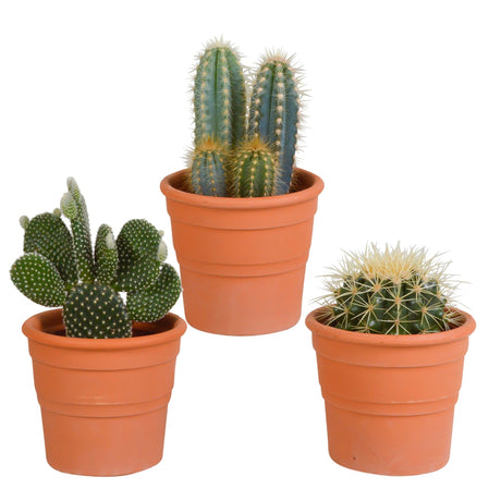 Livraison plante Coffret cactus et ses caches - pots terracotta - Lot de 3 plantes, h23cm