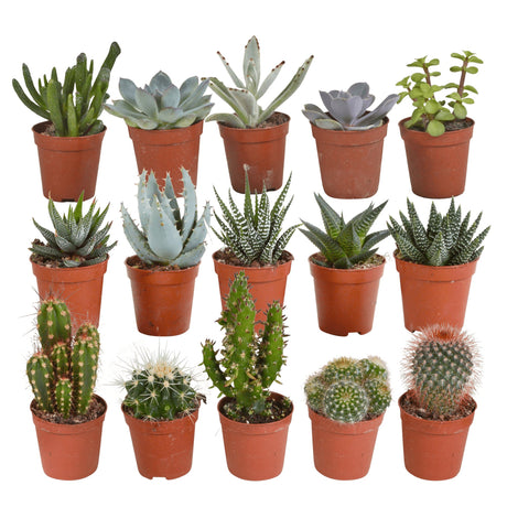 Livraison plante Coffret cactus, succulentes - Lot de 15 plantes, h13cm