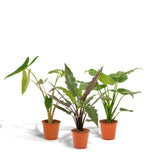 Livraison plante Coffret cadeau Alocasia - Lot de 3 plantes