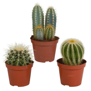 Livraison plante Coffret cadeau cactus - Lot de 3 plantes, h18cm