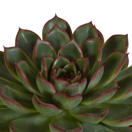 Livraison plante Coffret cadeau echeveria et ses caches - pots terracotta - Lot de 3 plantes, h21cm