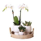 Livraison plante Coffret Cadeau Scandic : Orchidée Phalaenopsis Blanche et Plantes Succulentes