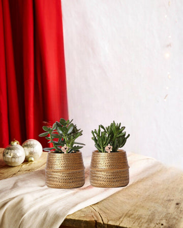 Suckulent presentförpackning och dess gyllene planteringskärl - Set om 2, h20cm