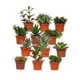 Livraison plante Coffret cadeau succulente - Lot de 12 plantes, h12cm