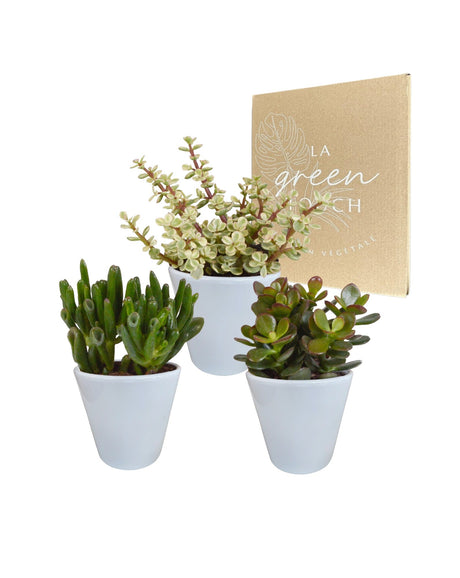 Livraison plante Coffret crassula et ses caches - pots blancs - Lot de 3 plantes, h18cm