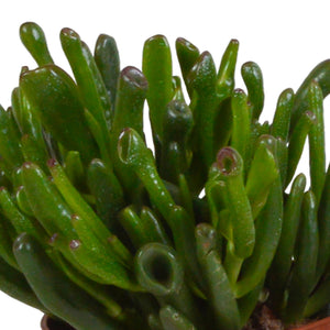 Livraison plante Coffret crassula et ses caches - pots terracotta - Lot de 3 plantes, h21cm