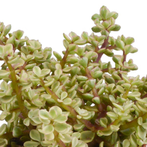 Livraison plante Coffret crassula et ses caches - pots terracotta - Lot de 3 plantes, h21cm