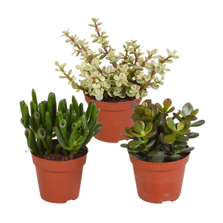 Livraison plante Coffret crassula - Lot de 3 plantes, h18cm - box cadeau mini succulente