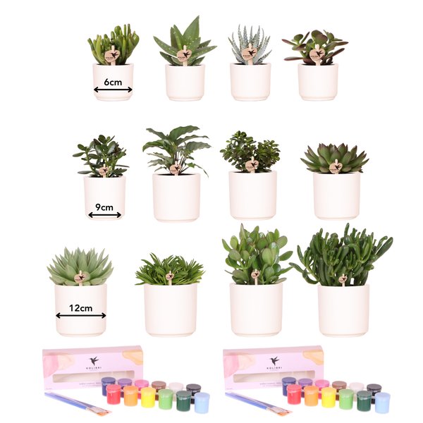 Livraison plante Coffret Créatif Grand Artiste 12 plantes vertes