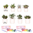 Livraison plante Coffret Créatif Visionnaire 8 succulentes