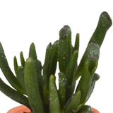Livraison plante Coffret de 15 cactus et succulente + caches - pots terracotta