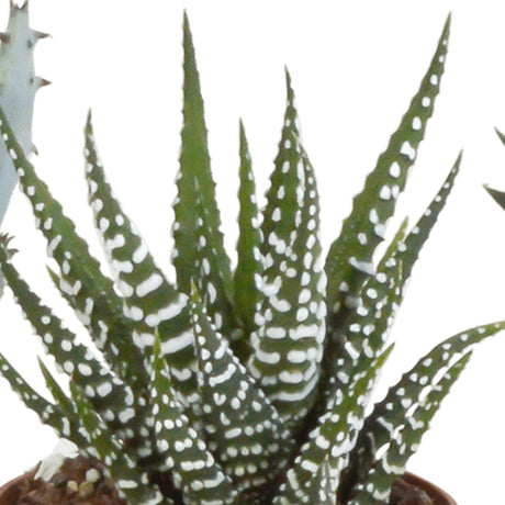 Livraison plante Coffret Gasteria, Haworthia - Lot de 5 plantes, h13cm