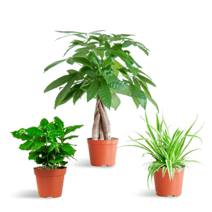 Livraison plante 🐾 Coffret – Plantes Pet's Friendly