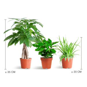 Livraison plante 🐾 Coffret – Plantes Pet's Friendly