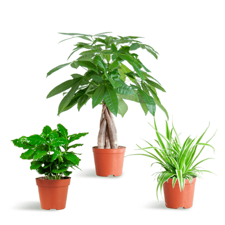 Livraison plante 🐾 Coffret – Plantes Pet's Friendly