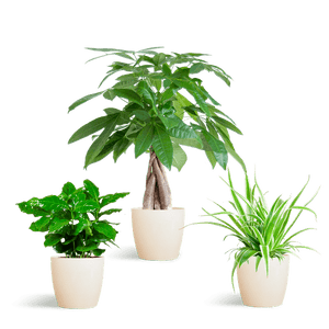 Livraison plante 🐾 Coffret – Plantes Pet's Friendly