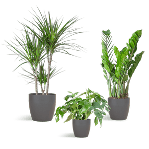 Livraison plante 🌿 Coffret – Plantes pour coins ombragés (x3)