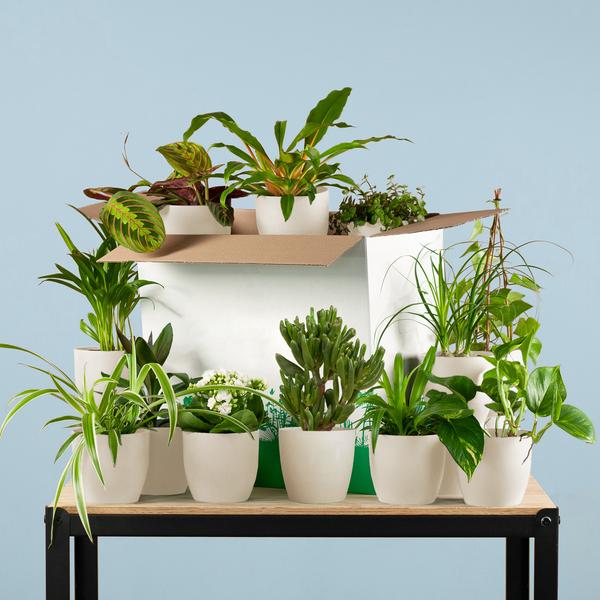 Livraison plante Coffret – Plantes seconde vie