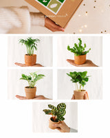 Livraison plante Coffret Purifiant - 5 Baby plantes