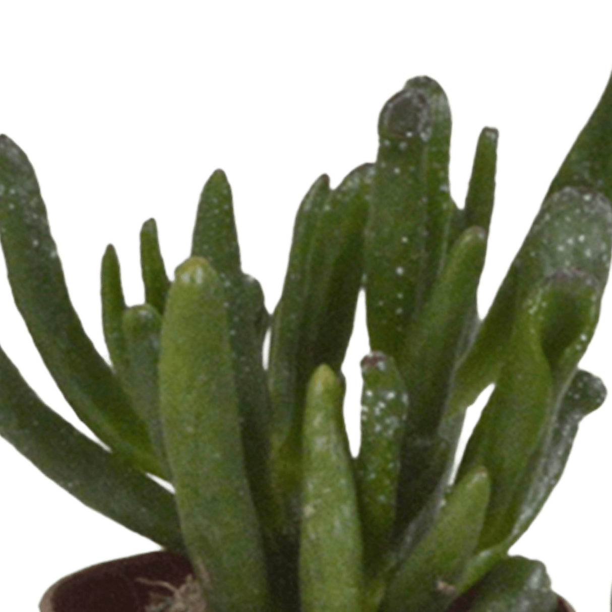 Livraison plante Coffret succulente - Lot de 5 plantes h13cm