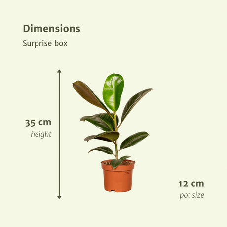 Livraison plante Coffret surprise - Lot de 8 plantes