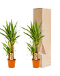 Livraison plante Coffret Yucca - Lot de 2 plantes, h90cm