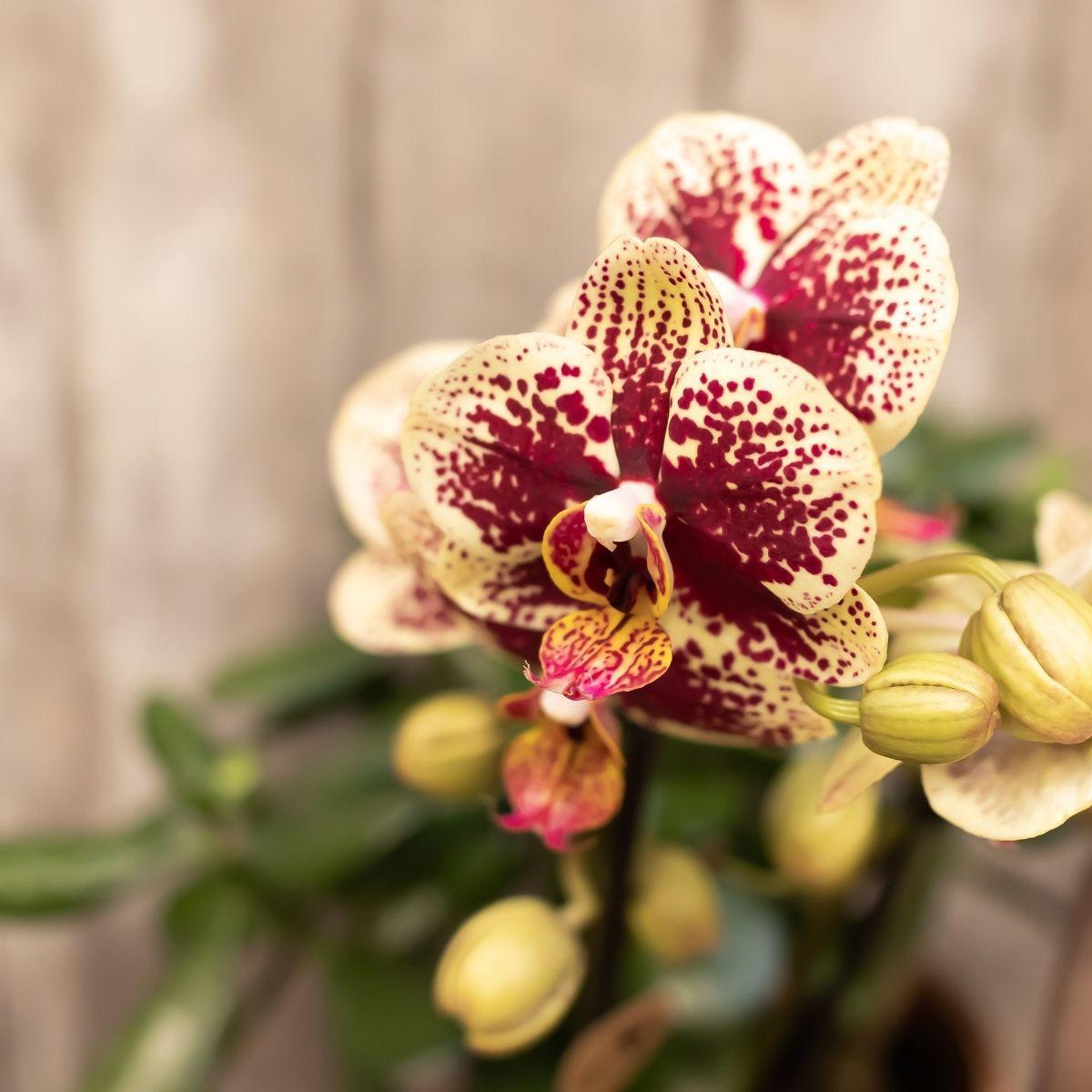 Livraison plante Combi Deal 2 Phalaenopsis Rouge et Jaune - Espagne - Plante Fleurie