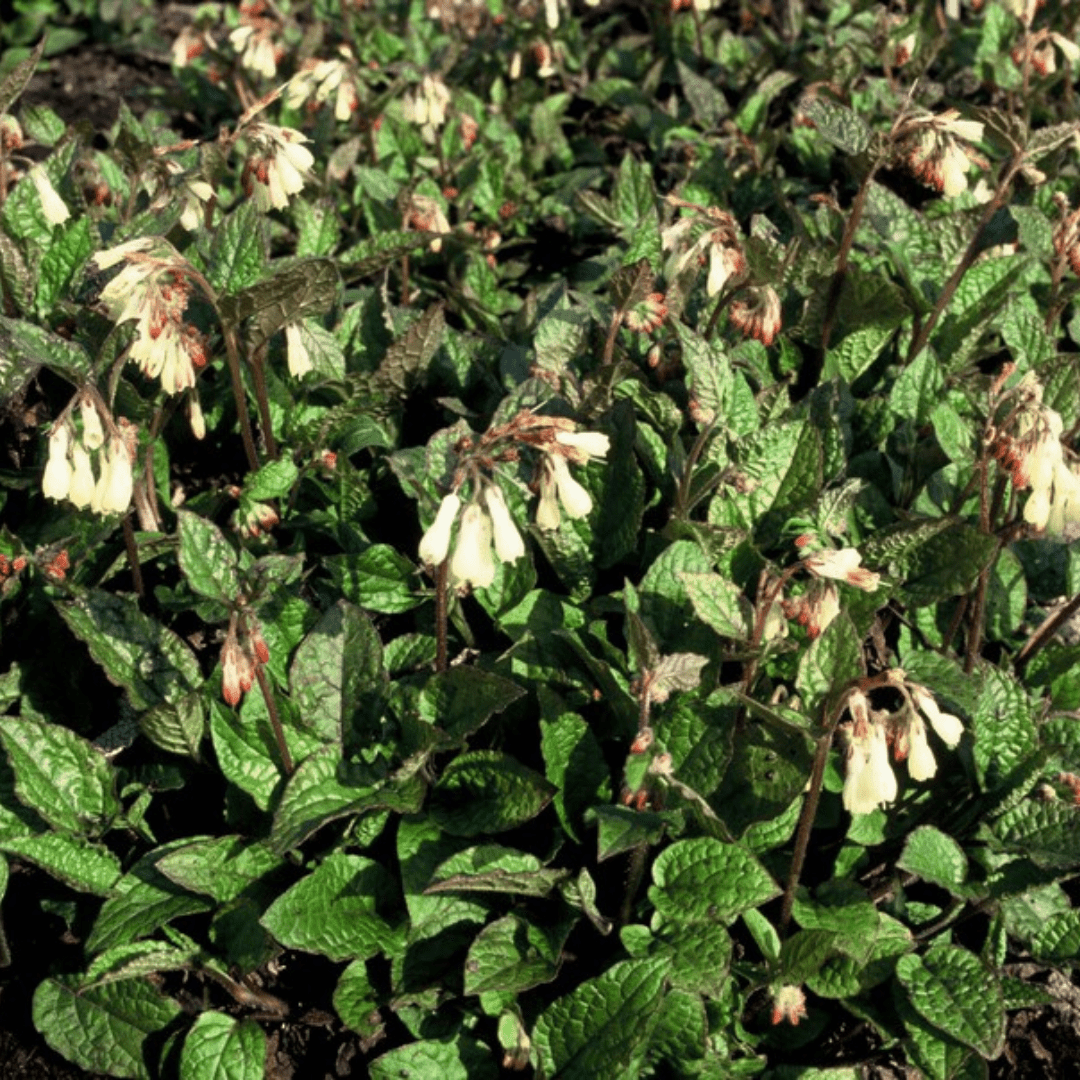 Livraison plante Consoude symphytum