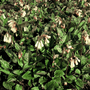 Livraison plante Consoude symphytum