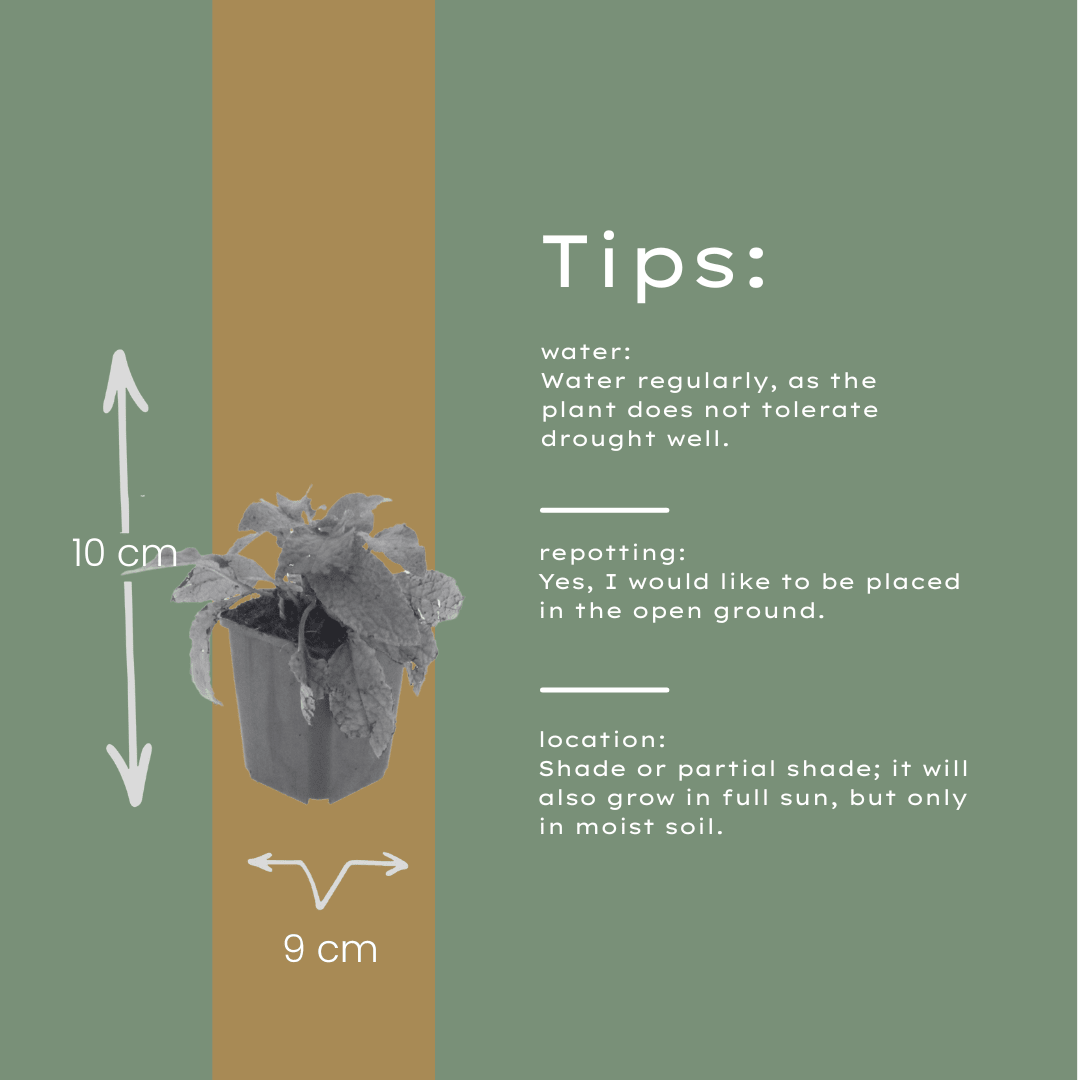 Livraison plante Consoude symphytum